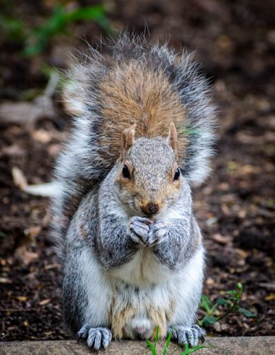 Curious Squirrel - The Company's Garden - Cape Town | Lycona Photography | Durban & Cape Town | Call: +27 83 246 5949