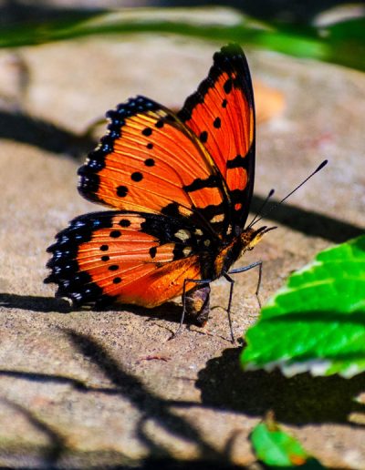 Monarch butterfly with wings drawn back - Durban | Lycona Photography | Durban & Cape Town | Call: +27 83 246 5949