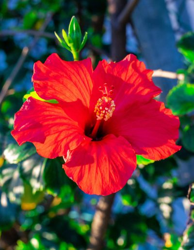 Perfect Red Hibiscus - Granger Bay - Cape Town | Lycona Photography | Durban & Cape Town | Call: +27 83 246 5949