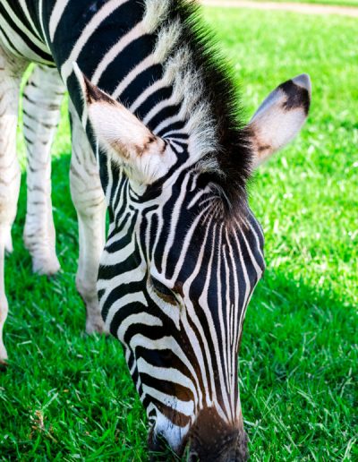 Zebra grazing at Drakensberg Sun | Lycona Photography | Durban & Cape Town | Call: +27 83 246 5949