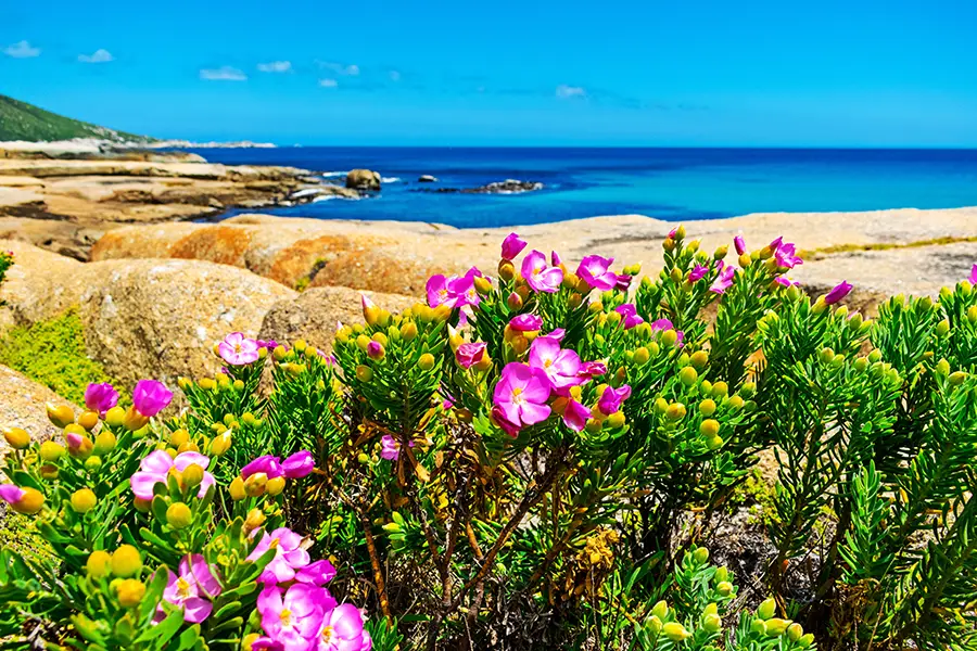Pretty Pink Flowers Amongst The Rocks Leading To Sandy Bay Nude Beach, Cape Town - Lycona Photography
